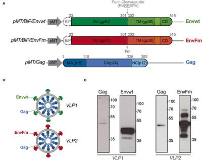Expression, Purification, and Characterization of Bovine Leukemia Virus-Like Particles Produced in Drosophila S2 Cells